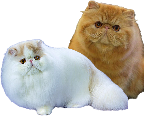 photo of 2 cats